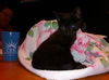 Mr. T the Sweetheart Kitten