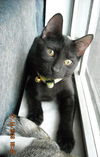 Mr. T the Sweetheart Kitten