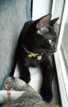 Mr. T the Sweetheart Kitten