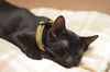 Mr. T the Sweetheart Kitten