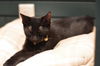 Mr. T the Sweetheart Kitten