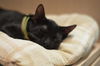 Mr. T the Sweetheart Kitten