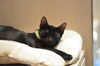 Mr. T the Sweetheart Kitten