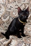 Mr. T the Sweetheart Kitten