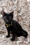 Mr. T the Sweetheart Kitten