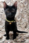 Mr. T the Sweetheart Kitten