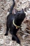 Mr. T the Sweetheart Kitten