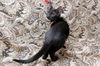 Mr. T the Sweetheart Kitten