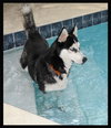 Keena the Husky