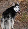 Keena the Husky