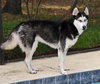 Keena the Husky