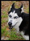 Keena the Husky