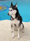 Keena the Husky