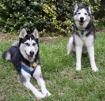 Keena the Husky
