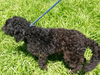 Bentley the Cockapoo