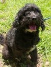 Bentley the Cockapoo