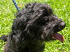 Bentley the Cockapoo