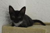 Shorty the Kitten