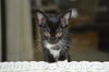 Shorty the Kitten