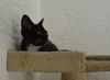 Shorty the Kitten