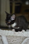 Shorty the Kitten