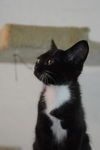Shorty the Kitten