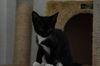 Shorty the Kitten