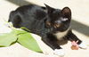 Shorty the Kitten