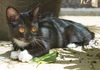 Shorty the Kitten