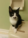 Mo the Confident Kitten