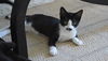 Mo the Confident Kitten