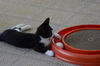 Mo the Confident Kitten