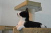 Mo the Confident Kitten