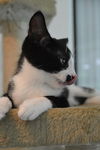 Mo the Confident Kitten