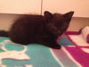 Kono the Purring Cuddle Bug Kitten