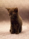 Kono the Purring Cuddle Bug Kitten