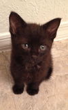 Kono the Purring Cuddle Bug Kitten