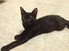 Kono the Purring Cuddle Bug Kitten