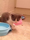 Sloane the Cuddly Kitten