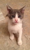 Sloane the Cuddly Kitten