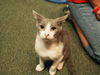 Sloane the Cuddly Kitten