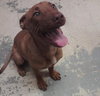 Hiccup the Ridgeback Puppy