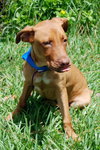 Hiccup the Ridgeback Puppy