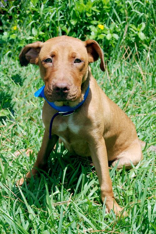 Hiccup the Ridgeback Puppy
