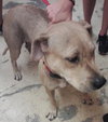 Molly Mae the Mamma Dog
