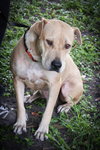 Molly Mae the Mamma Dog