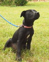 Colbie Mae the Sweetie