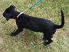Colbie Mae the Sweetie