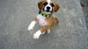 Floyd the Poodle Mix Puppy