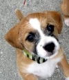 Floyd the Poodle Mix Puppy